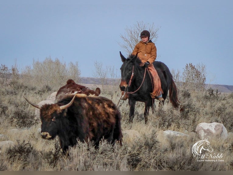 Mule Mare 9 years 13,2 hh Black in Cody, WY