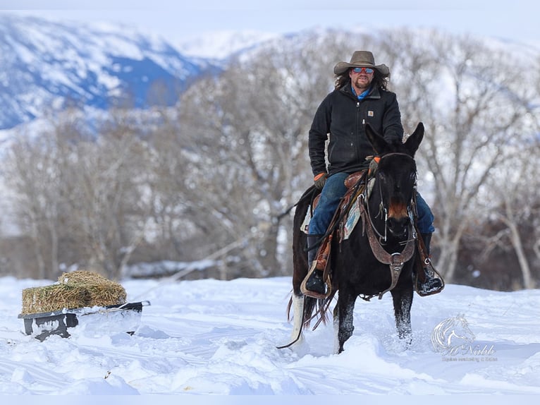 Mule Mare 9 years 13,2 hh Black in Cody, WY