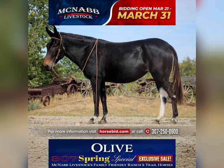 Mule Mare 9 years 13,2 hh Black in Cody, WY