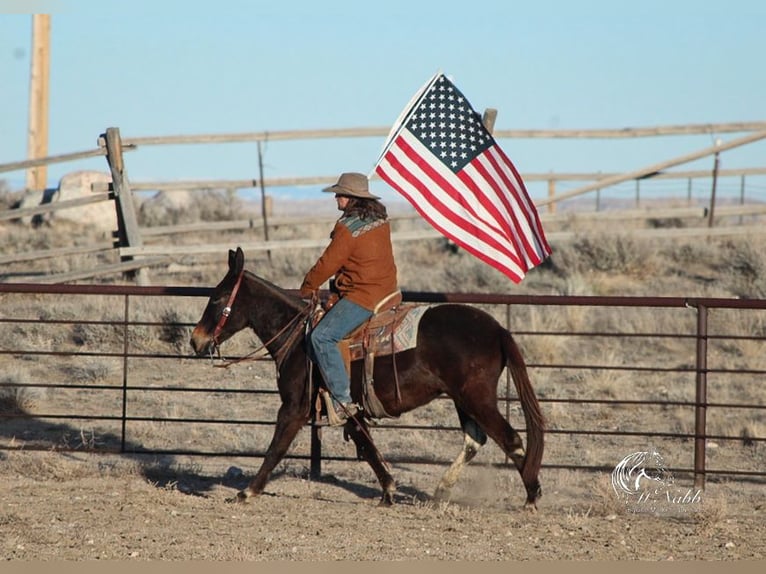 Mule Mare 9 years 13,2 hh Black in Cody, WY