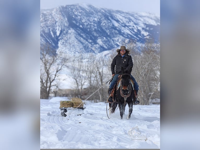 Mule Mare 9 years 13,2 hh Black in Cody, WY