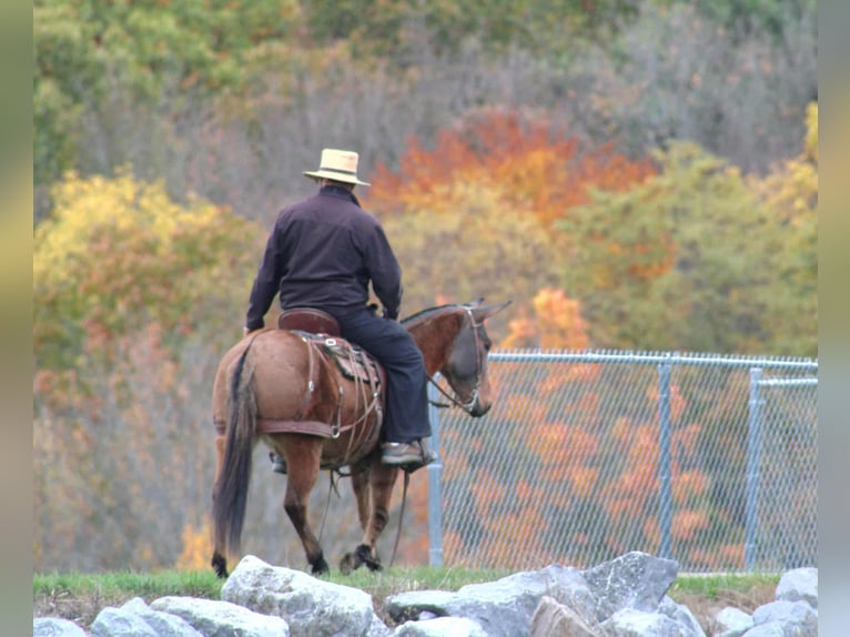 Mule Mare 9 years 13,2 hh Red Dun in Rebersburg