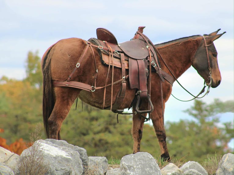 Mule Mare 9 years 13,2 hh Red Dun in Rebersburg