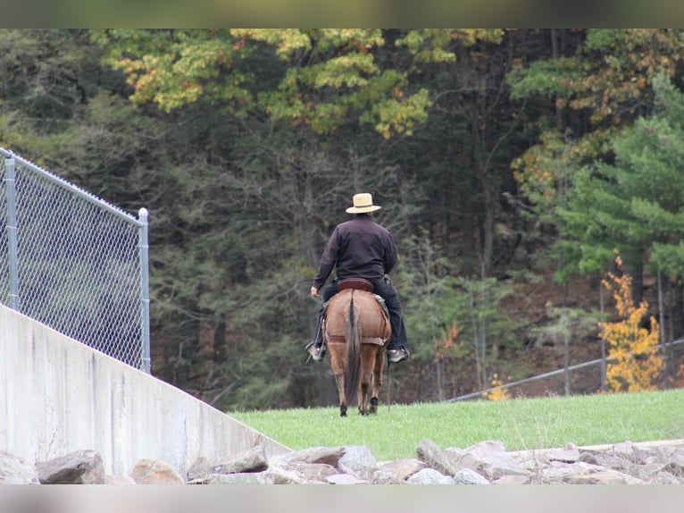 Mule Mare 9 years 13,2 hh Red Dun in Rebersburg