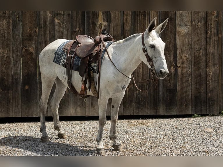 Mule Mare 9 years 15 hh Gray in Everett PA