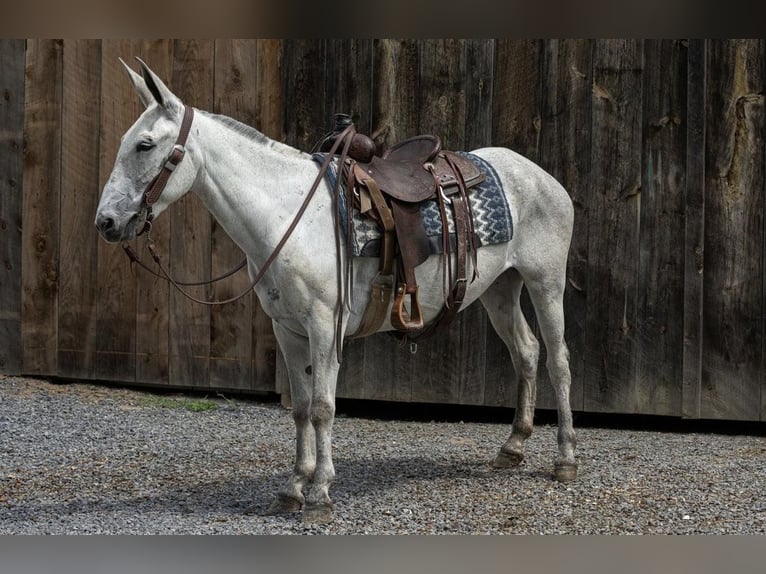 Mule Mare 9 years 15 hh Gray in Everett PA