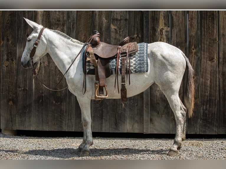 Mule Mare 9 years 15 hh Gray in Everett PA