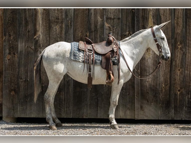 Mule Mare 9 years 15 hh Gray in Everett PA