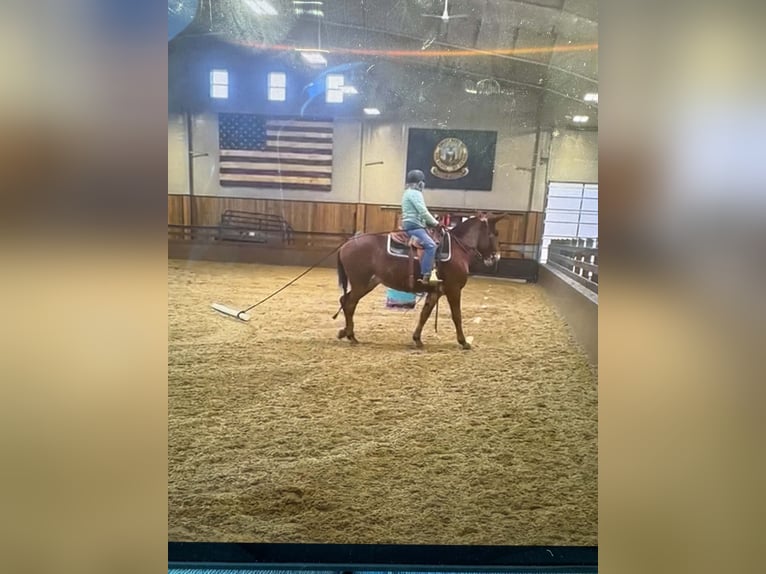 Mule Mare 9 years 16 hh Sorrel in Rathdrum