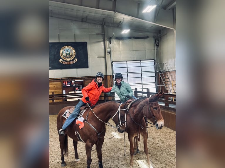 Mule Mare 9 years 16 hh Sorrel in Rathdrum