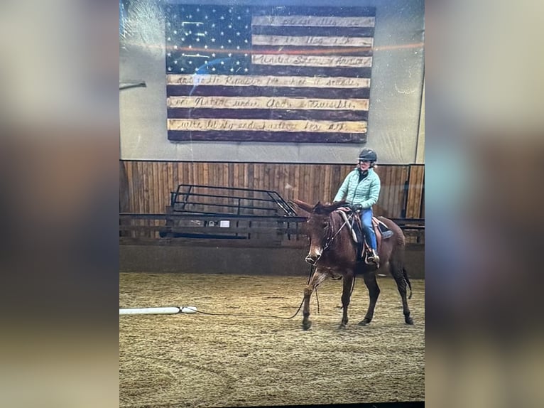Mule Mare 9 years 16 hh Sorrel in Rathdrum