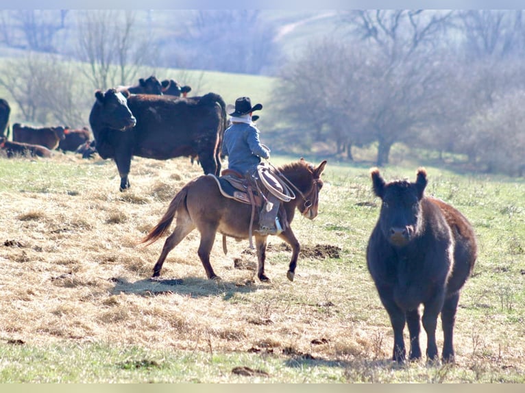 Mule Mare 9 years 9,2 hh Bay in Brooksville KY