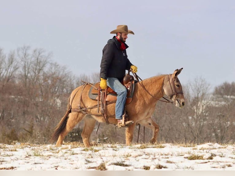 Mule Mare 9 years Dun in Brooksville KY