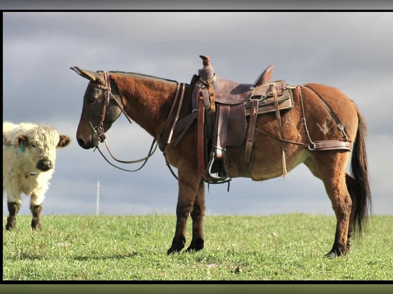 Mule Mare 9 years Red Dun in Rebersburg
