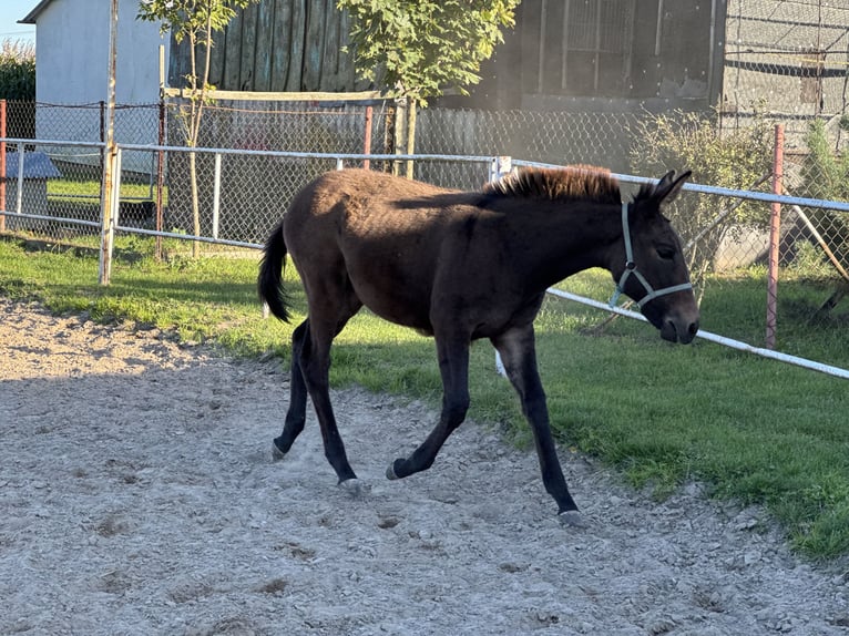 Mule Mare Foal (05/2025) 13,2 hh Bay-Dark in Tadzin Mule Mare Foal (05/2025) 13,2 hh Bay-Dark in Tadzin