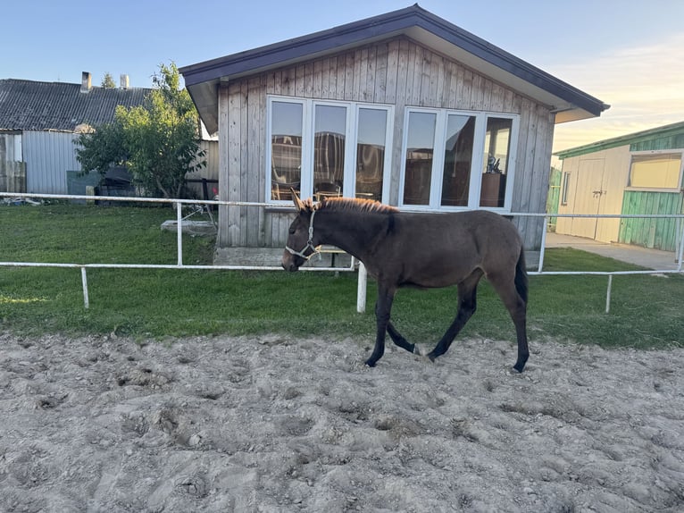 Mule Mare Foal (05/2025) 13,2 hh Bay-Dark in Tadzin Mule Mare Foal (05/2025) 13,2 hh Bay-Dark in Tadzin