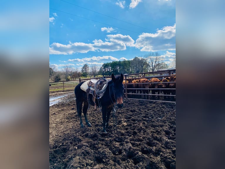 Mule Stallion 4 years 13 hh Bay-Dark in Ocala,Florida