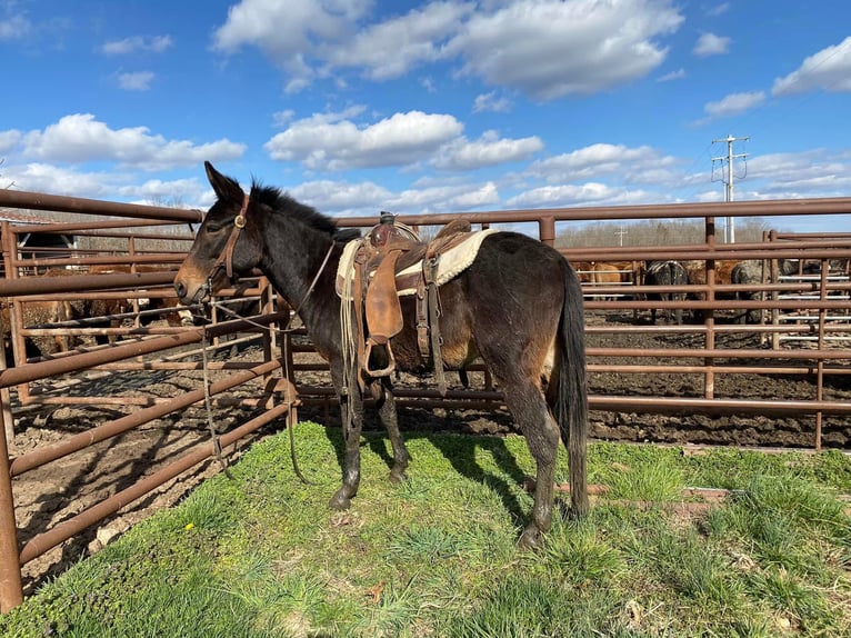 Mule Stallion 4 years 13 hh Bay-Dark in Ocala,Florida