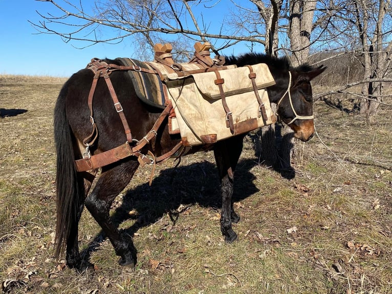 Mule Stallion 4 years 13 hh Bay-Dark in Ocala,Florida