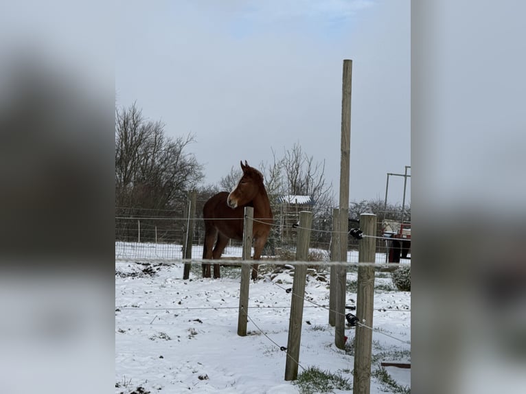 Mule Stallion 4 years 14,1 hh Chestnut in Mettet