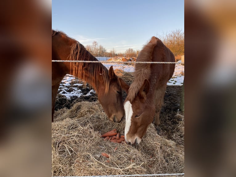 Mule Stallion 4 years 14,1 hh Chestnut in Mettet