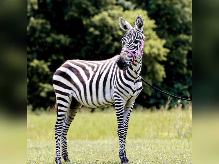 Mule Stallion 9 years 12 hh Black in Fairfield TX