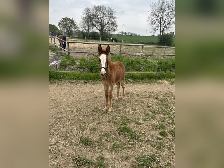 Mulet Étalon 4 Ans 145 cm Alezan brûlé in Mettet