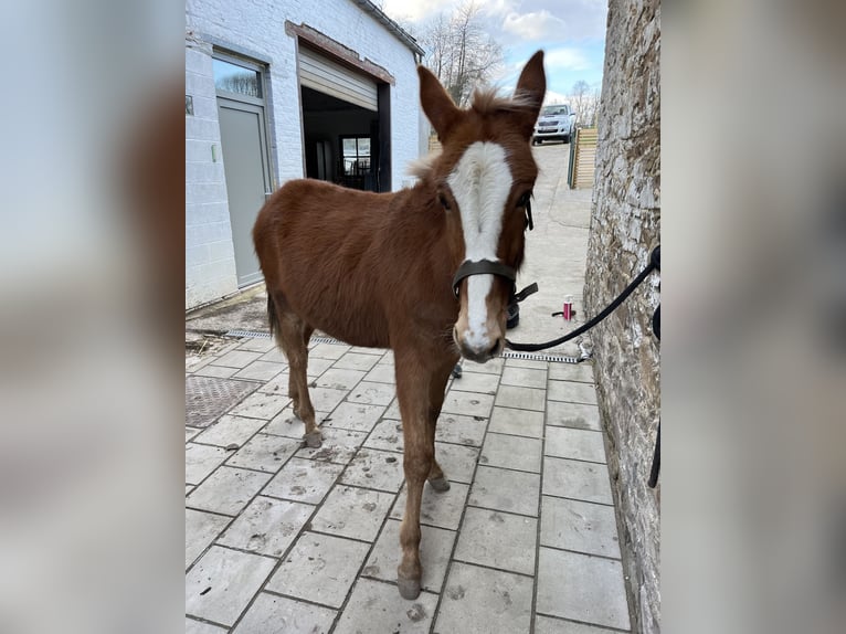 Mulet Étalon 4 Ans 145 cm Alezan brûlé in Mettet