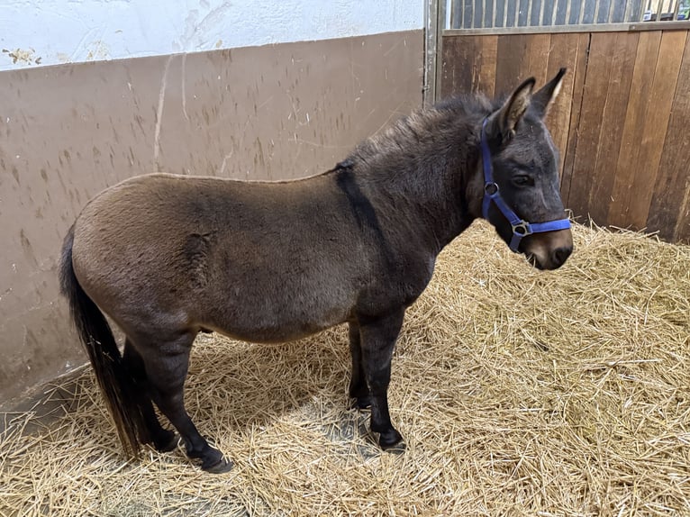 Mulet Étalon 9 Ans 99 cm Bai brun in ViernheimViernheim