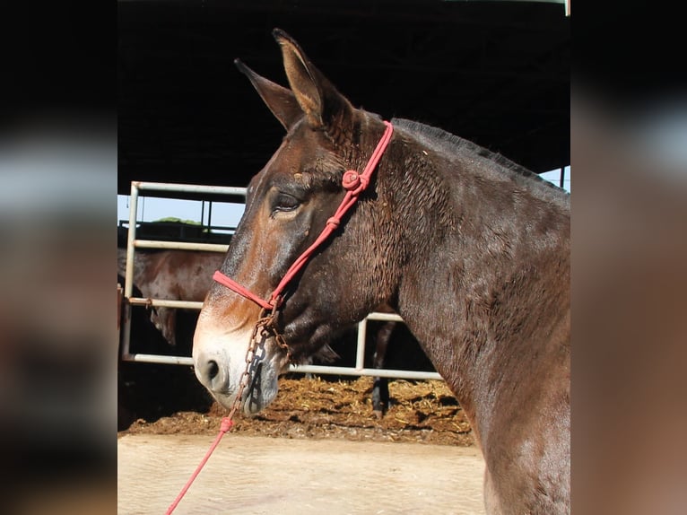 Mulet Hongre 15 Ans 170 cm Bai in Vejer de la Frontera