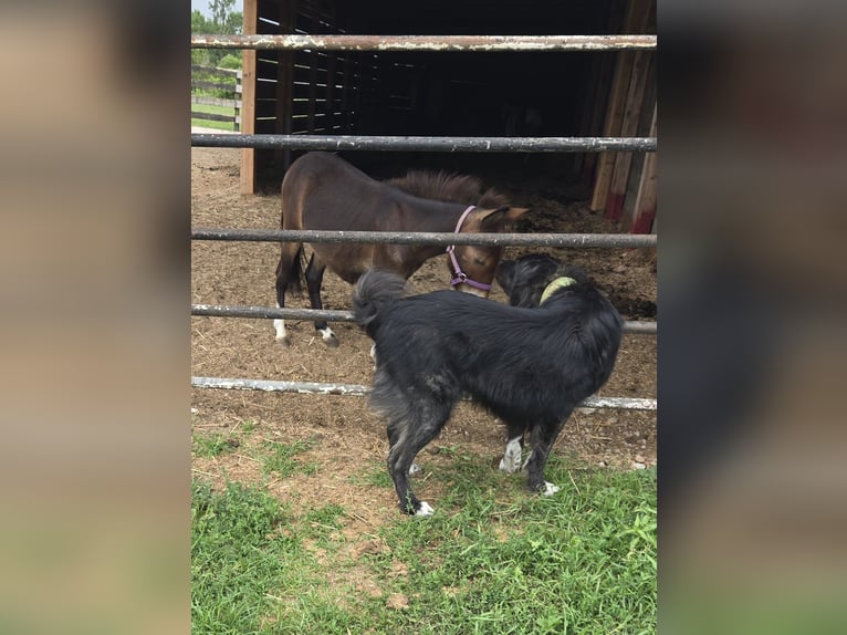 Mulet Hongre 2 Ans Bai brun in Mokena