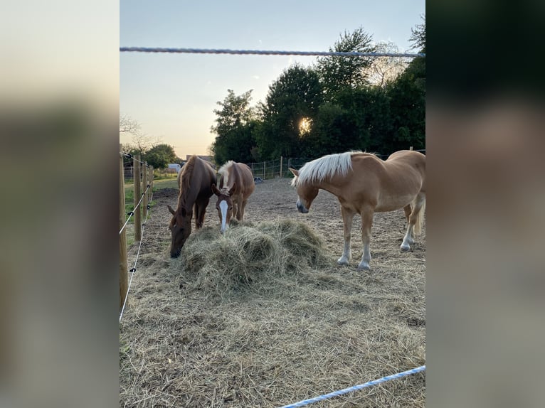 Mulet Hongre 4 Ans 145 cm Alezan brûlé in Mettet