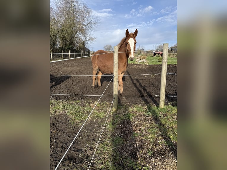 Mulet Hongre 4 Ans 145 cm Alezan brûlé in Mettet