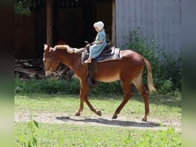 Mulet Hongre 4 Ans 152 cm Rouan Rouge in Maryville