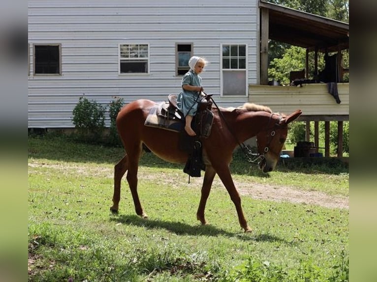 Mulet Hongre 4 Ans 152 cm Rouan Rouge in Maryville