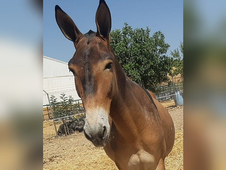 Mulet Hongre 4 Ans 157 cm Buckskin in Sevilla