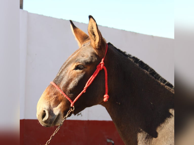 Mulet Hongre 4 Ans 160 cm Bai in Vejer de la Frontera