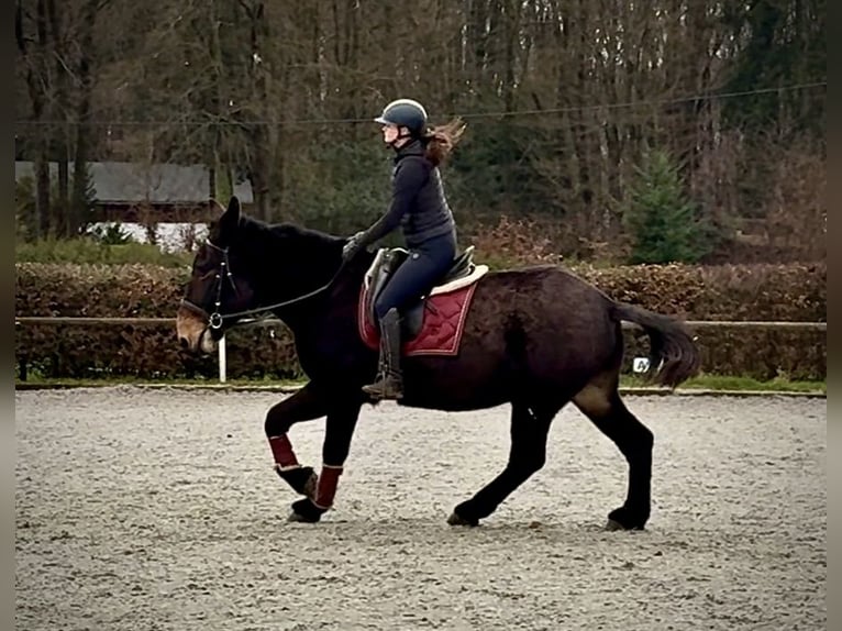 Mulet Hongre 6 Ans 160 cm Bai brun in Neustadt (Wied)