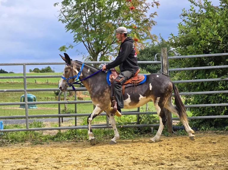 Mulet Jument 13 Ans 145 cm in Linkenbach