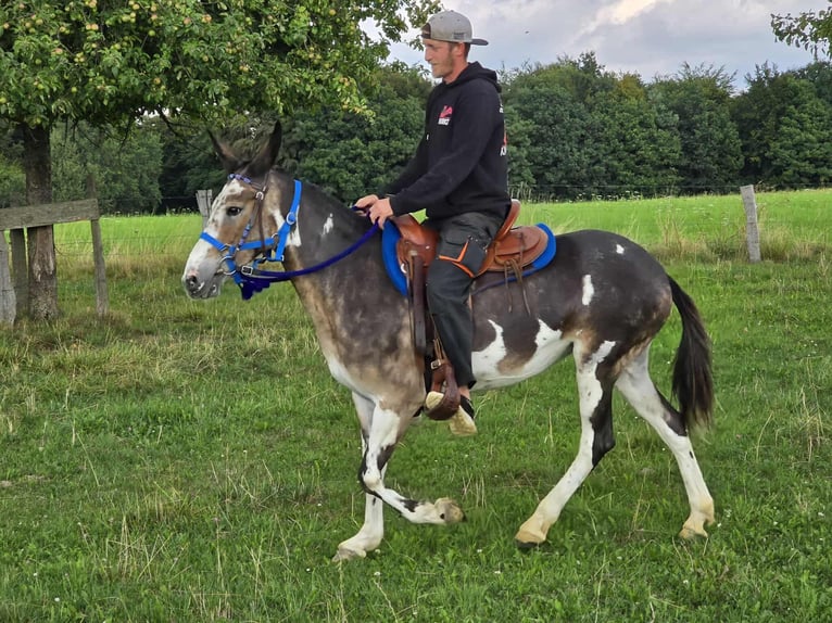 Mulet Jument 13 Ans 145 cm in Linkenbach