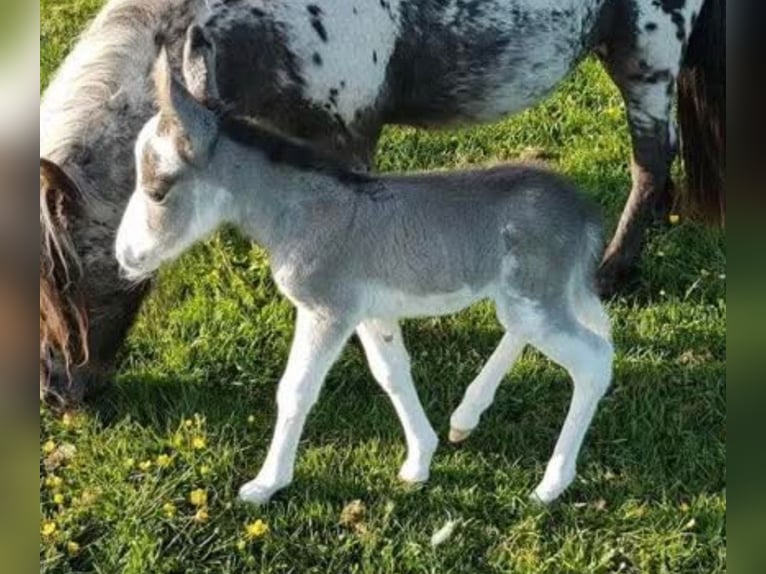 Mulet Jument 2 Ans 90 cm Pinto in Raubling