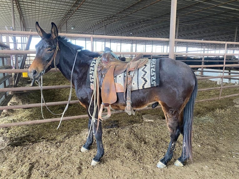 Muli Hengst 4 Jahre 132 cm Dunkelbrauner in Ocala,Florida