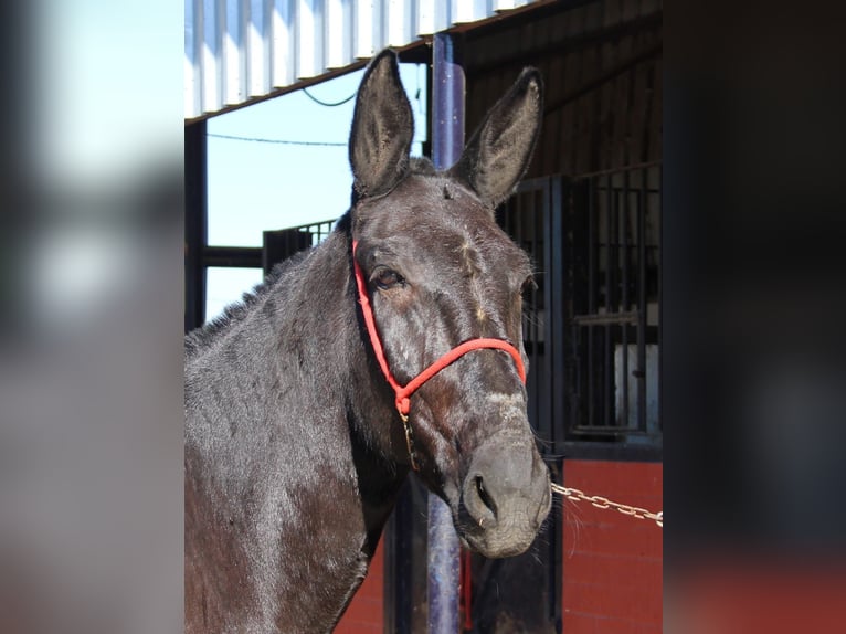 Muli Stute 10 Jahre 156 cm Rappe in Vejer de la Frontera
