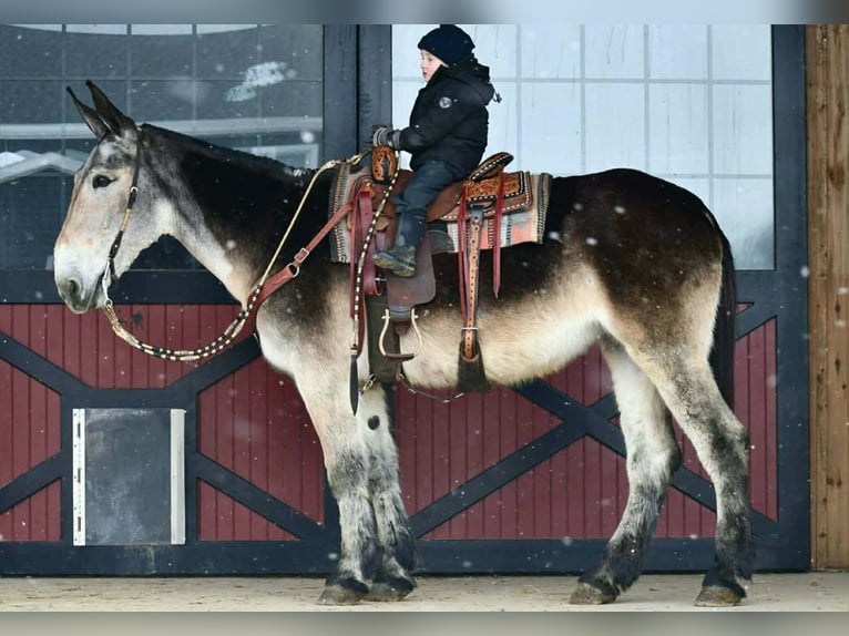 Muli Stute 11 Jahre 163 cm Schimmel in Rebersburg
