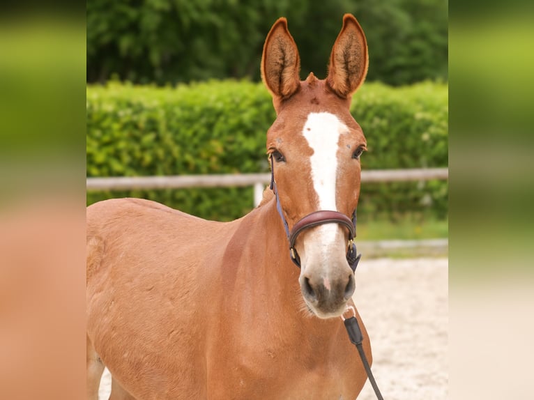 Muli Stute 12 Jahre 144 cm Fuchs in Neustadt (Wied)