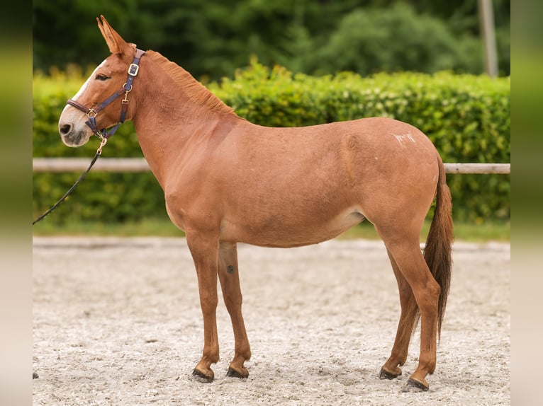 Muli Stute 12 Jahre 144 cm Fuchs in Neustadt (Wied)