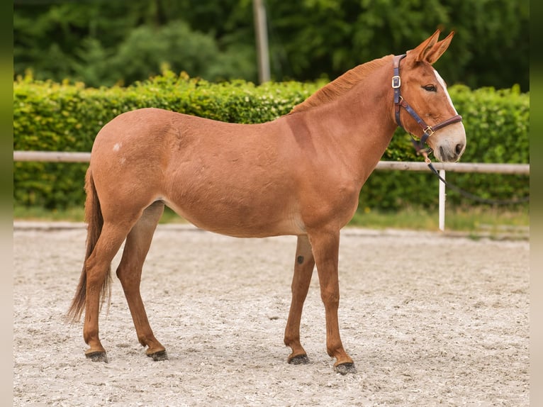 Muli Stute 12 Jahre 144 cm Fuchs in Neustadt (Wied)