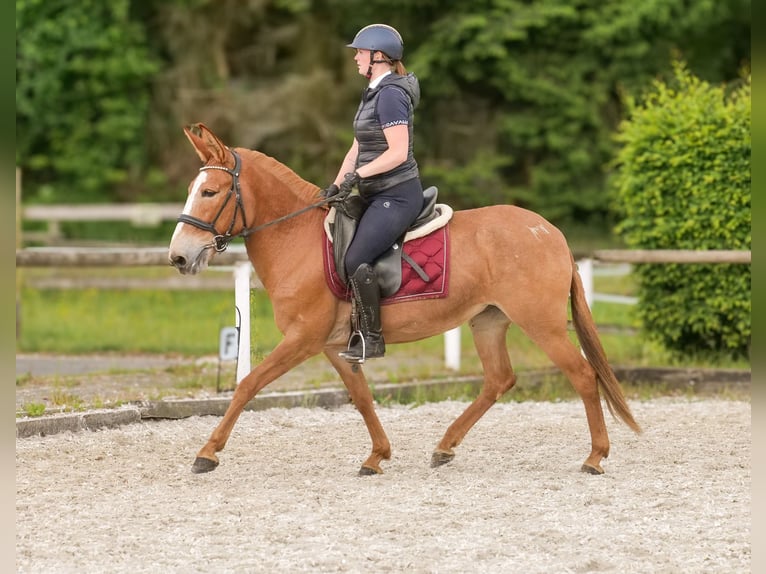 Muli Stute 12 Jahre 144 cm Fuchs in Neustadt (Wied)
