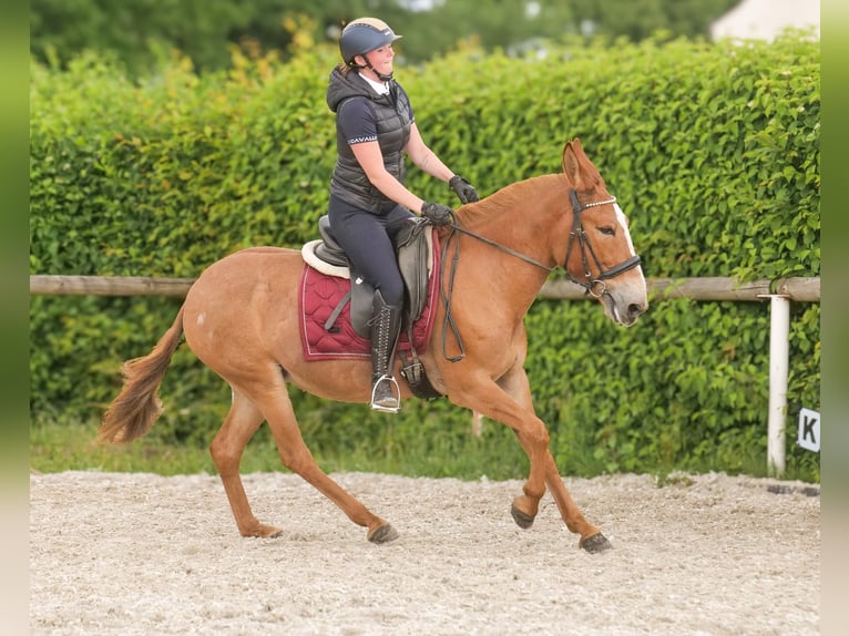 Muli Stute 12 Jahre 144 cm Fuchs in Neustadt (Wied)