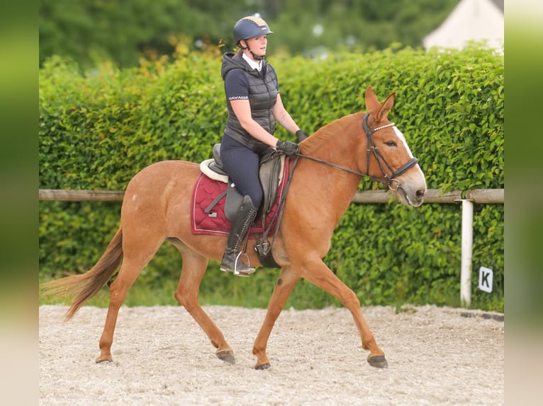 Muli Stute 12 Jahre 144 cm Fuchs in Neustadt (Wied)